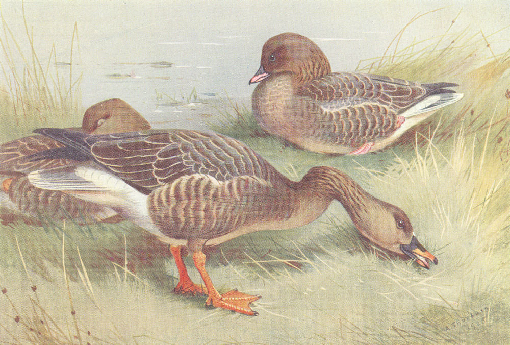 BRITISH BIRDS. Ruddy Sheld-Duck; Red Breasted Goose. THORBURN 1926 old print